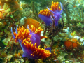   Spanish Dancers...they were mating then one crawled off. Cannon Point shoot camera. Dancersthey Dancers they off camera  